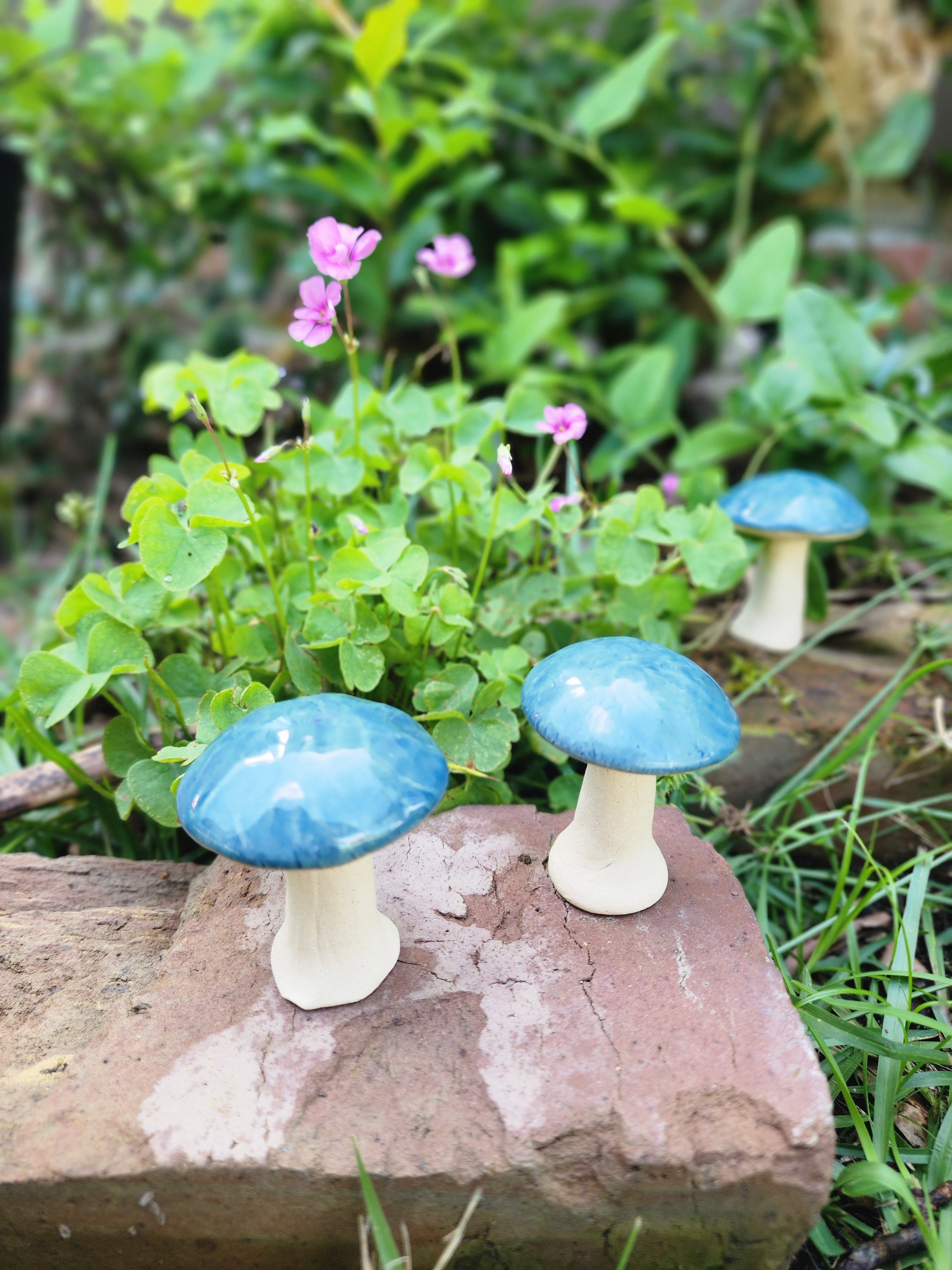Blue top shrooms